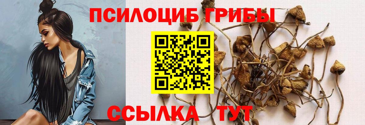 Галлюциногенные грибы Cubensis  Псилоцибиновые грибы GOLDEN TEACHER  где продают   Видное  Вход с VPN 